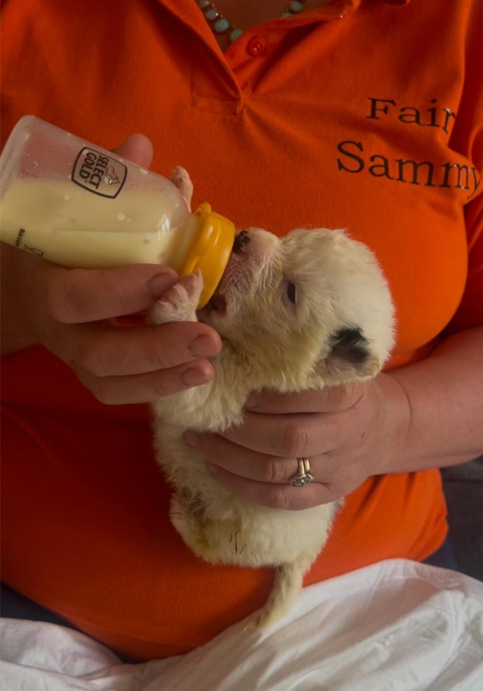 food-fairies-feeding-1