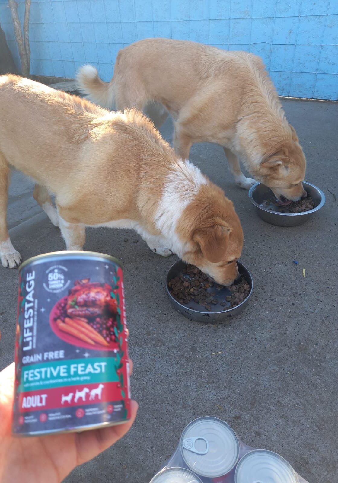 food-fairies-feeding-2